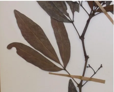 Figure 13: The leaves of R. rhomboidea with rhomboid terminating leaves (x 0.92). 
