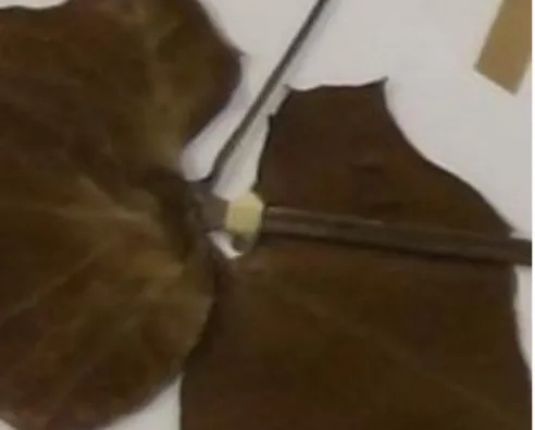 Figure 22: The leaf of R. tomentosa with a broad truncate-shaped base (x 1.56). 