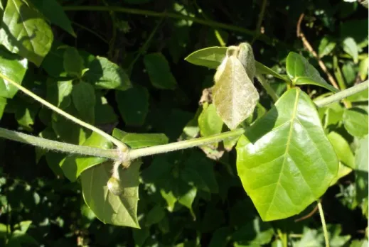 Figure 26: The glossy leaves of R. digitata subsp. digitata growing on the floor of the Mkhomazi  Forest