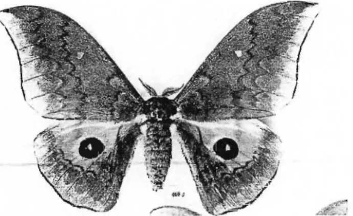 Figure 58: Silver stripped hawk moth Pseudobunea tyrrhena (Pinhey, 1972)