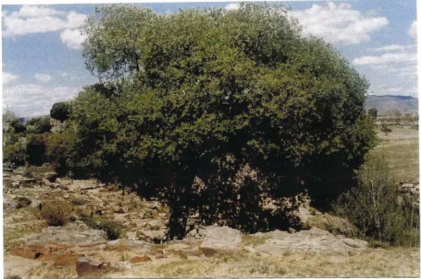 Figure 62: Celtis africana growing on very rough terrain in between stone rubbles at Mokhalinyane