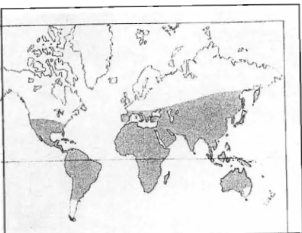 Figure 3: World distribution of the genus, celtis (Hora, F.B., 1981).
