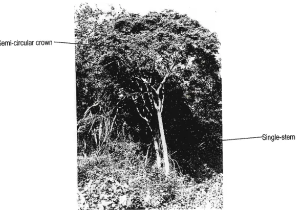 Figure 5: Single-stemmed C. africana with straight trunk that branches to form a dense, semi-circular spreading canopy (Drummond, R.B., 1981).