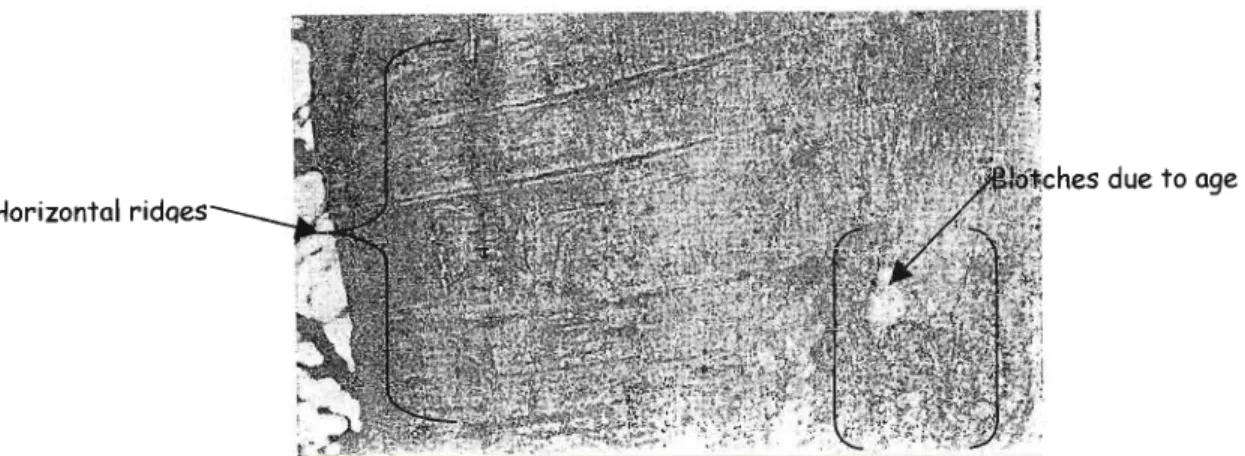 Figure 6: Grey trunk of Celtis africana bearing horizontal ridges (Killick et al., 1966).