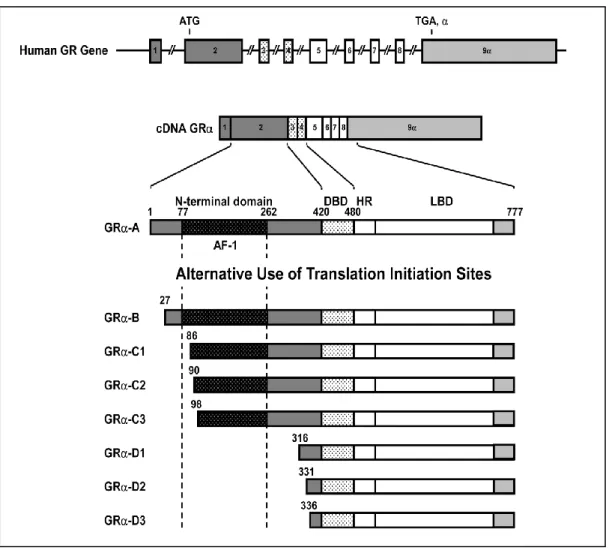 Figure 4.1. Genomic structure of the human GRα. Generation of multiple GRα protein isoforms are as a  result  of  alternative  translation  initiation
