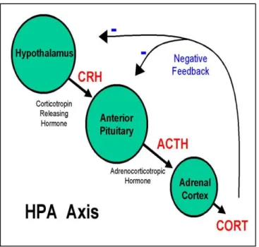 Figure  1.2.  Normal  ACTH  regulation  as  seen  in  the  HPA  axis.  CORT  =  corticotropin,  a  Gc