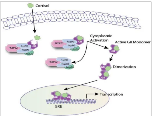 Figure 1.3. The principal mechanism of Gc action. Cortisol (a Gc) diffuses across the plasma membrane  and binds to the GR