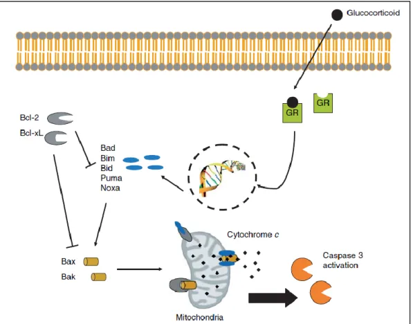 Figure 1.4. The mechanism of Gc-mediated apoptosis. While the exact pathway is not clear and may vary  in  different  cell  types,  it  is  thought  that  Gcs  act  via  the  mitochondrial  pathway  to  stimulate  caspase  activation