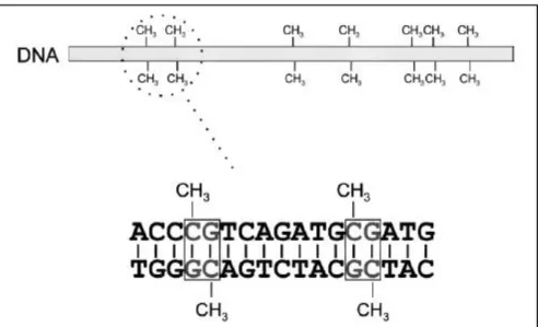 Figure 1.5. DNA methylation in CpG islands. Methylation entails the covalent addition of a methyl group  at  the  fifth  position  of  the  cytosine  ring  and  occurs  almost  exclusively  in  CpG  islands,  which  are  concentrated in gene promoters