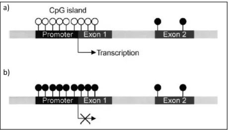 Figure  1.6.  a)  Promoter-associated  CpG  islands  in  normal  cells  are  unmethylated  (open  lollipops),  allowing transcription