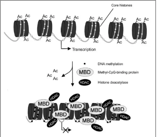 Figure  1.7.  A  model  for  methylation-dependent  gene  silencing.  Histone  acetylation  causes  an  open  chromatin configuration that is associated with a transcriptionally active state