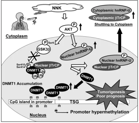 Figure 1.8. Proposed model to illustrate the accumulation of nuclear DNMT 1 by NNK-induced signaling  leading  to  promoter  hypermethylation,  which  ultimately  leads  to  tumorigenesis  and  poor  prognosis