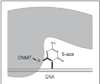 Figure 1.9. DNMT inhibition by enzyme trapping. 5-Aza is incorporated into DNA during replication and  is then recognised by DNMTs