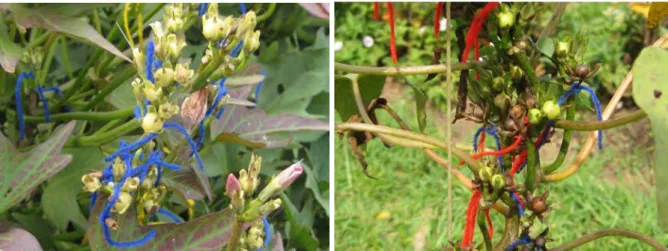 Figure  5.2:  Germination  of  sweetpotato  seeds  after  scarification  (left)  and  seedling  plants  (right)