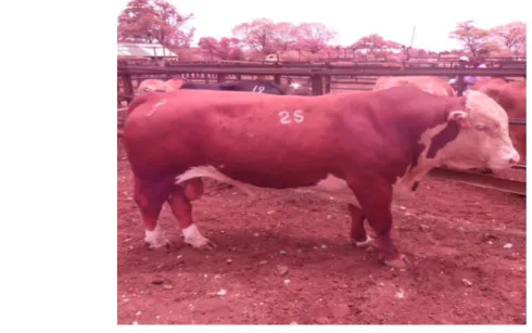 Figure 4.3 A crossbred bull owned by De Beers (photograph by author, 2013) 