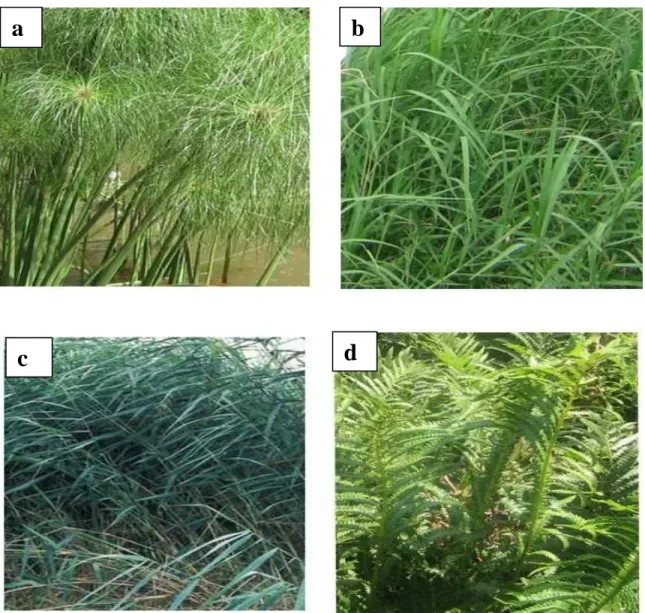 Figure 3.3. Variations in canopy and leaf structure in the four species: (a) Cyperus papyrus, (b)  Echinochloa  pyramidalis,  (c)  Phragmites  australis,  and  (d)  Thelypteris  interrupta