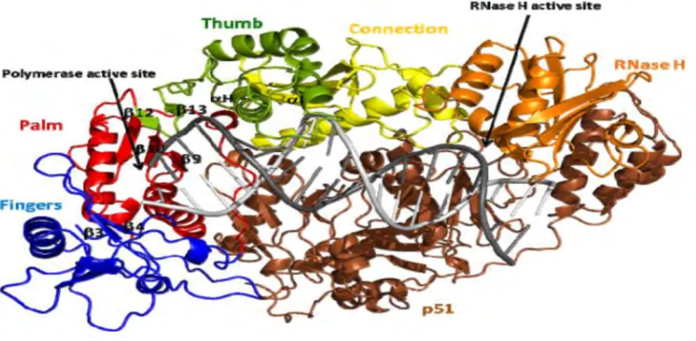 Figure 1.5: The crystal structure of HIV-1 RT illustrating the two subunits: p66 consisting of the palm  (red), finger (blue) and the thumb (green) and p51 subunit (dark brown) derived from the RNaseH  (orange)
