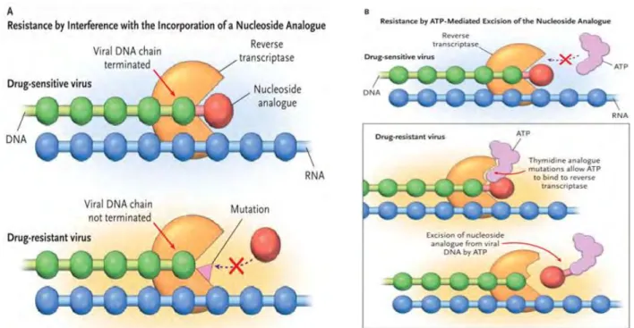 Figure 1.7: The two mechanism of resistance to NRTIs. (a) The incorporation of the nucleoside  analogue into drug sensitive virus causes viral DNA termination