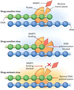 Figure 1.8: The mechanism of resistance to NNRTIs. In the drug sensitive viruses, NNRTIs binds to  the pocket next to the active site of the RT and prevents polymerization of DNA by the RT