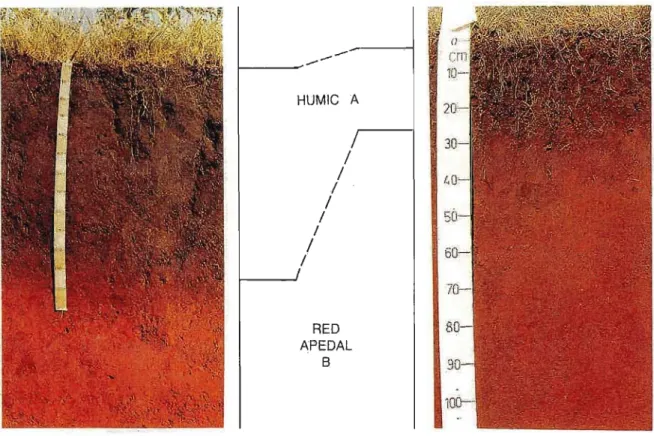 Fig. 2.2 Soil profile of an Inanda (la) soil form (MacVicar et al., 1984).