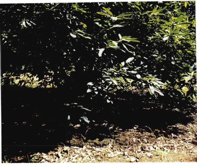 Fig. 2.3 Photograph taken in December 1996 showing how the filtercake mulch was applied up to the canopy dripzone.