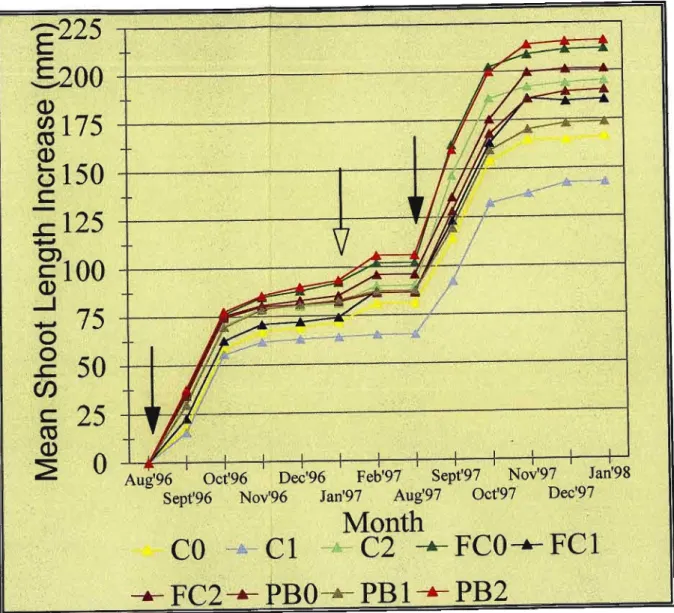 Fig. 3.2 Vegetative shoot flush comparison from August 1996 to January 1998. Solid arrows indicate start of spring flush and hollow arrows start of summer flush
