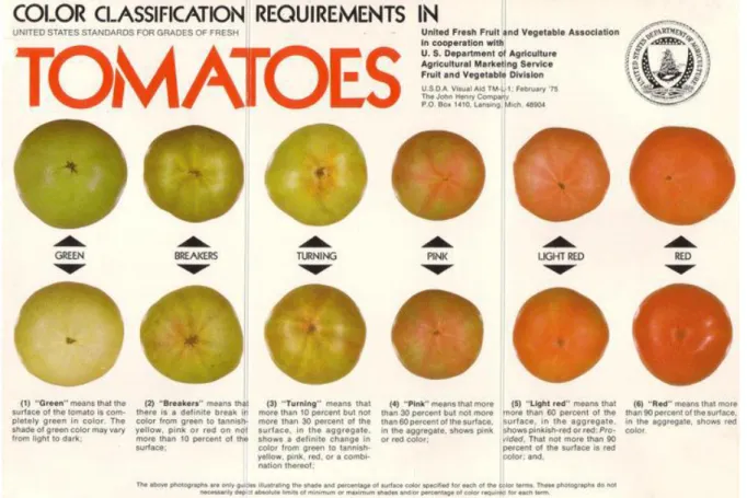 Figure 2.1 Tomato stages during the ripening process, (after USDA, 2011) 