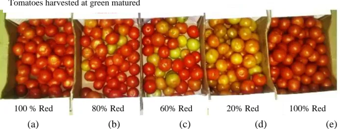 Figure  4.2  Colour  change  in  tomatoes  from  Letaba  Municipality  (EM)  with  treatments: 