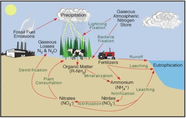 Figure 3.2   Schematic overview of the N-cycle in the natural environment (Van Der Perk,  2006) 