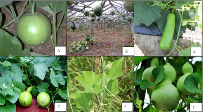 Figure  2.1:  Morphology  of  different  bottle  gourd  plants.  A  -  Cylindrical  fruit  shape,  B  &amp;  E– 