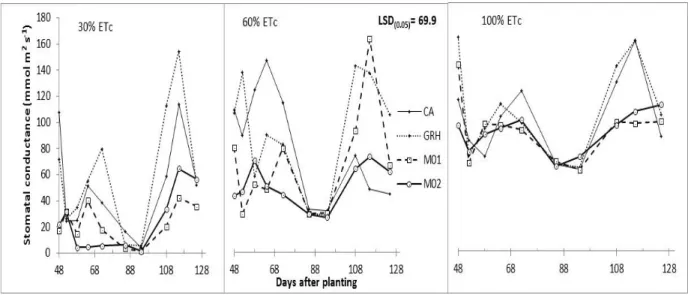 Figure  5.2:  Changes  in  chlorophyll  contet  index  of  different  varieties  in  response  to  varying  water regimes