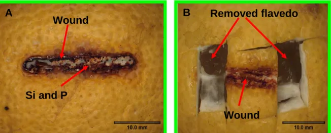 Figure  7.1  (A)  Visual  effects  of  a  potassium  silicate  solution  at  100,000 mg ℓ -1 on  the  development  of  Penicillium  digitatum  (P)  on  lemon