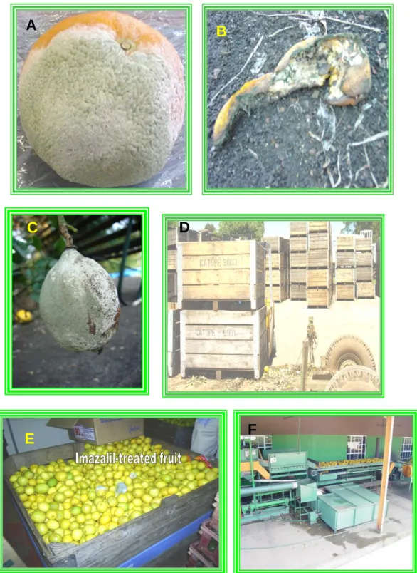 Figure 10.1 Presence of  P. digitatum in various places where citrus is handled  (A-F)