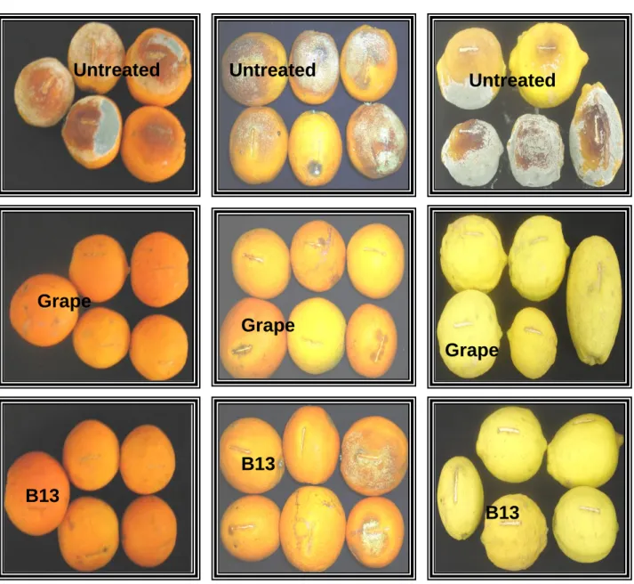 Figure  3.2  Preventative  control  of  navel  and  Valencia  oranges  as  well  as  lemons  with  three  yeast  isolates  to  control  Penicillium  digitatum