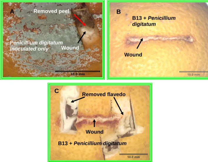 Figure  4.1  (A)  Penicillium  digitatum  inoculated  into  a  lemon  wound,  showing  infection  and  how  sample  tissue  was  taken  from  the  wounded  fruit  for  ESEM; (B) In vivo interaction of the yeast Isolate B13 and P