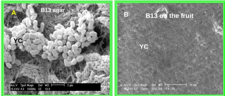 Figure 4.2 (A) Scanning electron micrographs of the yeast Isolate B13 cells on  nutrient agar; (B) ESEM of the yeast Isolate B13 cells growing in a lemon  wound