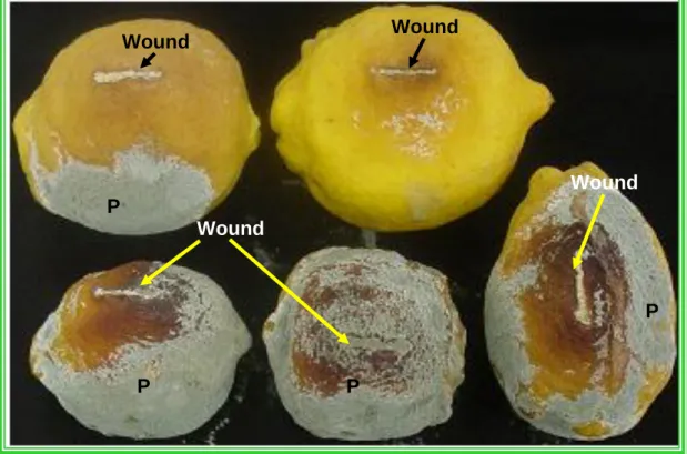 Figure  4.3  Lemons  infected  with  Penicillium  digitatum  (P)  10 days  after  inoculation