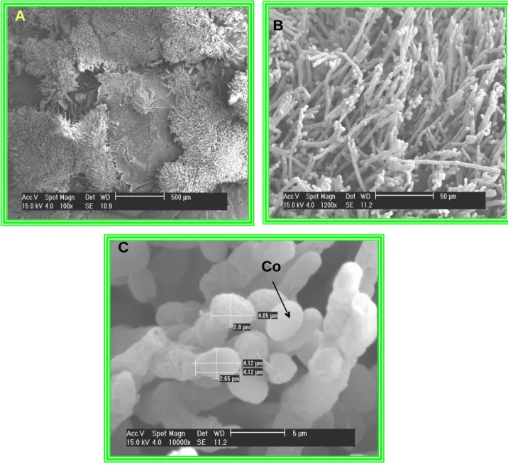 Figure  4.4  Scanning electron micrographs of  the  untreated  control  (inoculated  with Penicillium digitatum only): (A) mycelial growth of P