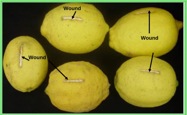 Figure  4.5  In  vivo  interactions  of  the  yeast  Isolate  B13,  applied  preventatively  on lemon wounds, and Penicillium digitatum, inoculated 48 hours later