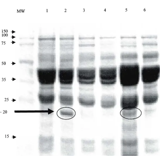 Figure 5.1. SDS-PAGE protein profiles for six cultivars (1 = Elangeni, 2 = Outeniqua, 3 =