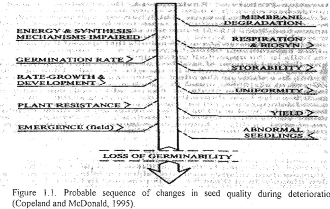 Figure 1.1 . Probable sequence of changes in seed quality during deterioration (Copeland and McDonald, 1995) .
