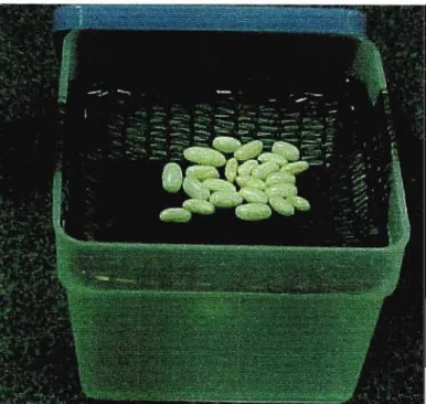 Figure 2.2. Seed conditioning apparatus. Opened plastic container containing saturated solution of Ca(N03h which at 23°C creates a relative humidity of 50% and maintains seed moisture content (suspended on a nylon gauze) at 10% (fresh mass basis).
