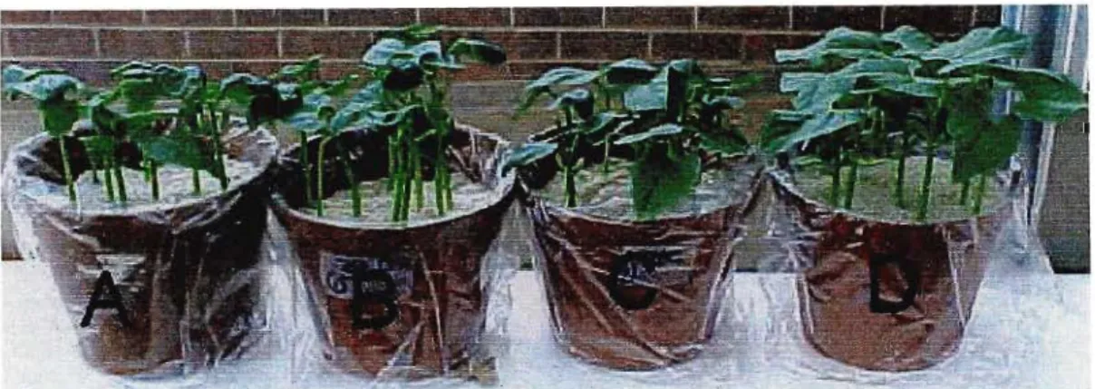 Figure 4.1 Examples of pots containing seedlings 14 days after planting on pasteurised white sand to test emergence of first generation seeds 