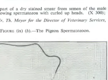 FIGURE  (ix)  (b).-The  Pigeon  Spermatozoon. 