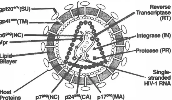 Figure 6. Schema of the IDV-1 virion. 