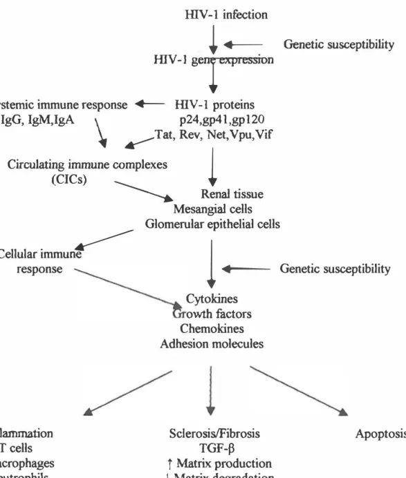 Fig. 7. Human immunodeficiency virus-associated immune complex-mediated  renal disease (HIVICD) 