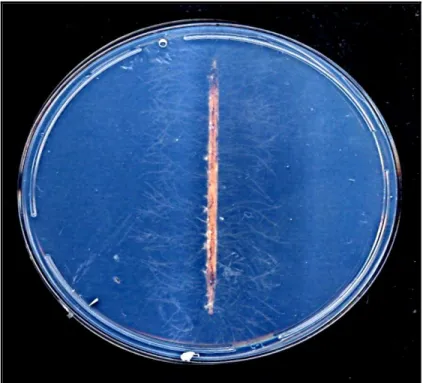 Figure  6.1  Hyphae  of  Rhizoctonia  solani  growing  from  the  toothpick  after  48  hours  of  incubation at 28°C on water agar 
