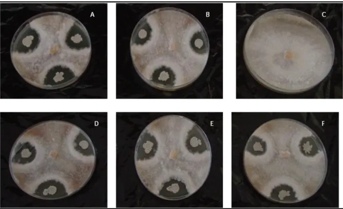 Figure  7.1:  In  vitro  growth  inhibition  of  Rhizoctonia  solani  by  Bacillus  subtilis  Isolates  after  7  days of  incubation at 28  ºC
