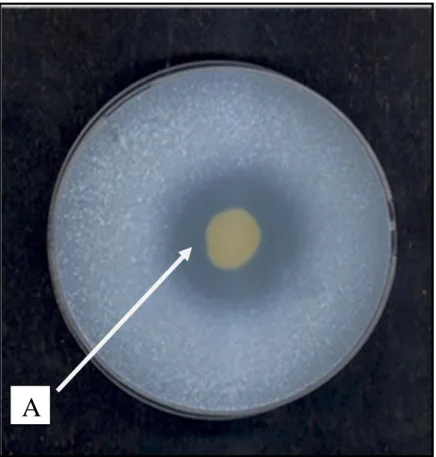 Figure 2.1: Indole-3-acetic acid production.    Figure 2.2: Phosphate solubilization 