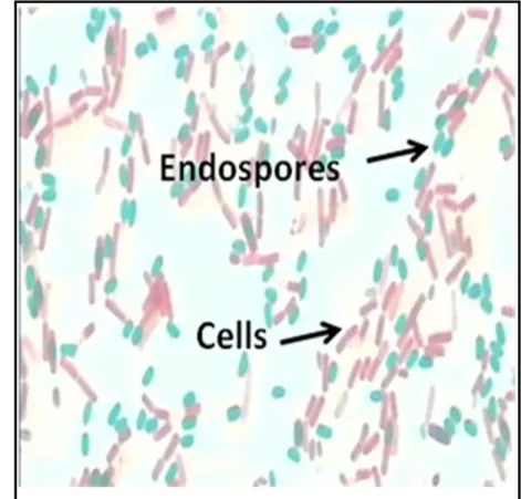 Figure 2.3: Siderophore production by Isolates BL12 and BS36  Figure 2.4: Bacterial endospores formed by Isolate BL5 